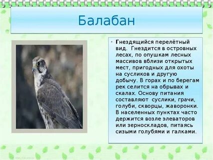 Сокол презентация