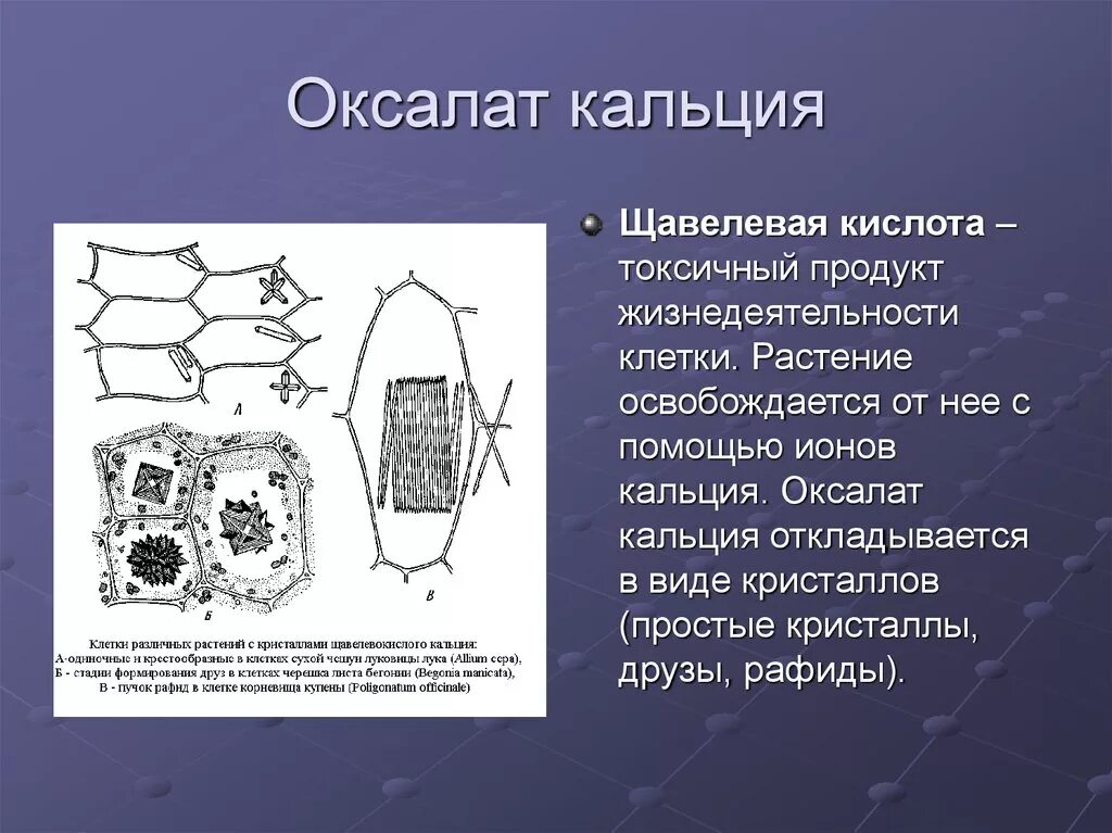 Хранение продуктов жизнедеятельности растительной. Строение кристаллов оксалата кальция. Друзы кристаллов оксалата кальция. Формы кристаллов оксалата кальция. Кристаллы щавелевокислого кальция в клетках растений.