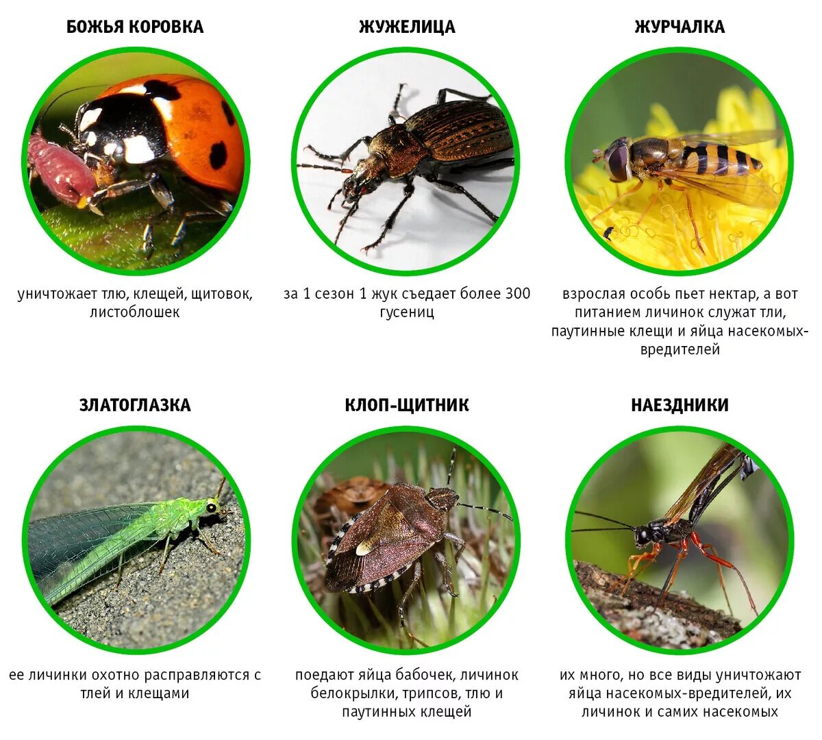 Полезные насекомые. Полезные и вредные насекомые. Полезные насекомые в саду. Полезные насекомые названия. Группы вредных организмов