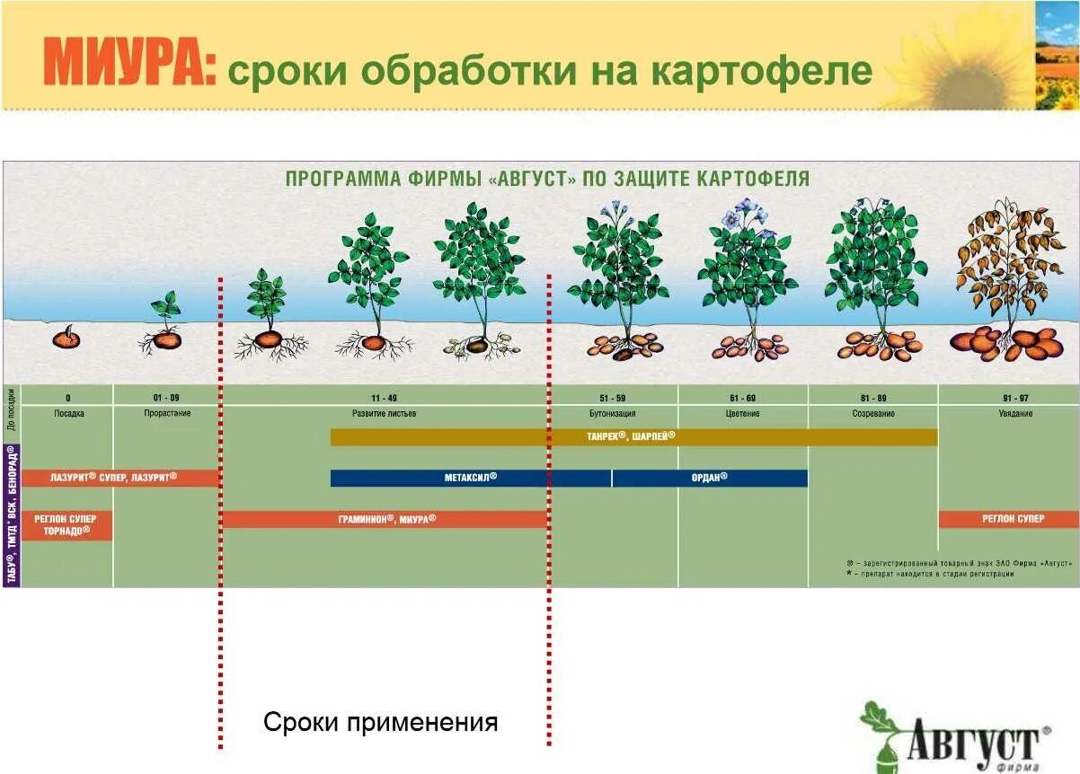 В какое время лучше обрабатывать. Схема защиты при выращивании картофеля. Сроки обработки картофеля. Периоды картофеля. Что такое гербициды для растений.