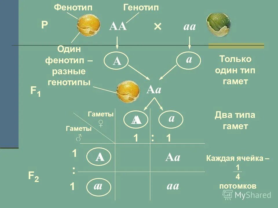 Сколько типов гамет образует организм. Aabbcc количество гамет. Типы гамет у особи с генотипом. Аавв генотип. Анализирующий тип скрещивания.