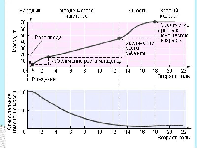 Кривая роста человека. График человеческого роста. График изменения роста человека. Скорость роста человека. Возрастные изменения роста