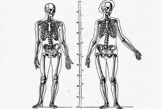 Скелет мужчины и женщины. Мужской скелет. Анатомия скелета мужчины и женщины. Строение скелета мужчины и женщины. Мужской и женский скелет