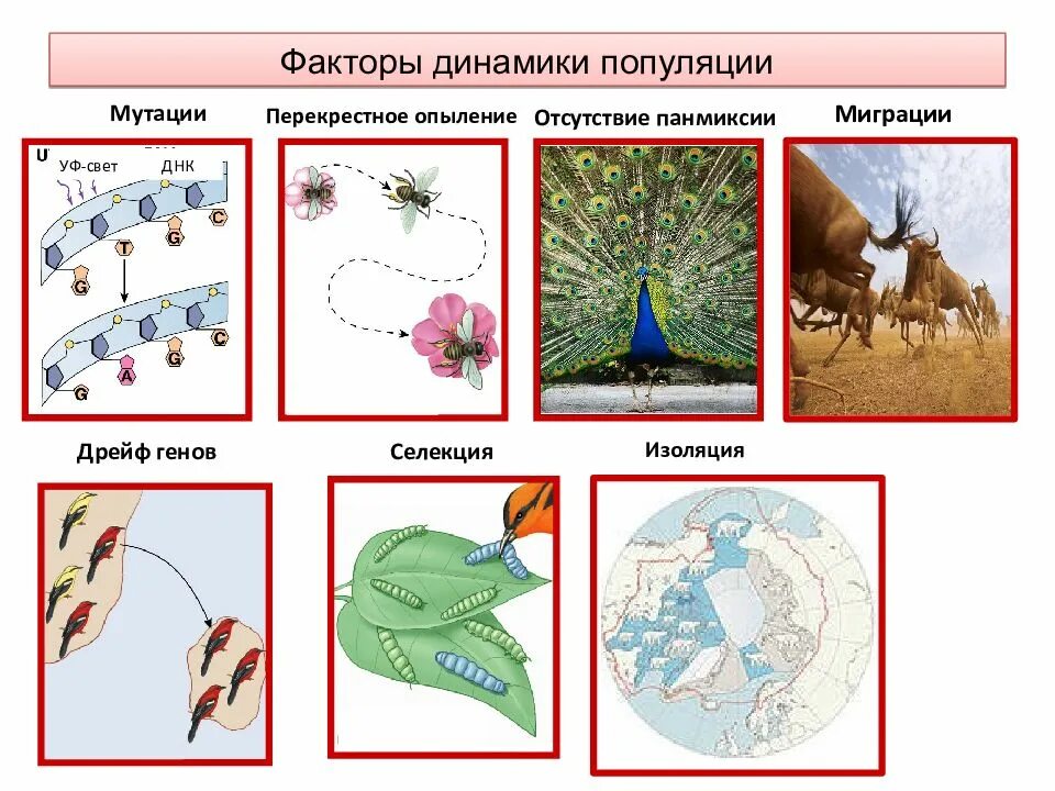 Факторы генетической динамики популяций. Популяция и её генетическая структура.. Факторы динамики генетической структуры популяции. Факторы изменения генетической структуры популяции.. Изоляции миграции