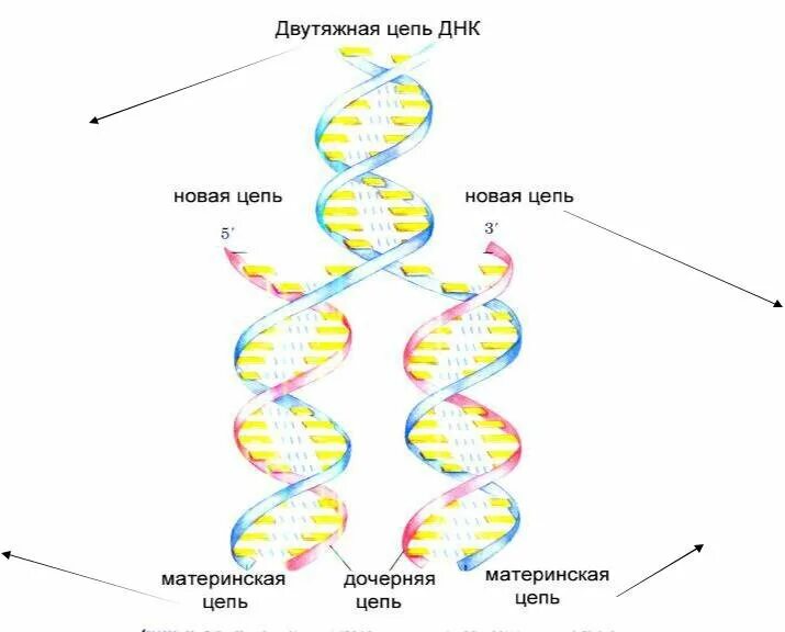 Образование дочерних днк. Схема редупликации ДНК. Схема процесса репликации ДНК. Схема репликации молекулы ДНК. Схема процесса редупликации ДНК.