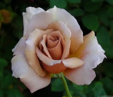 Irish rose