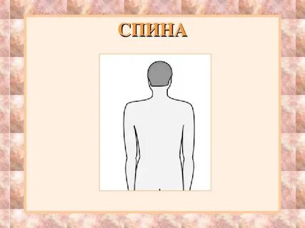 Туловище спина живот
