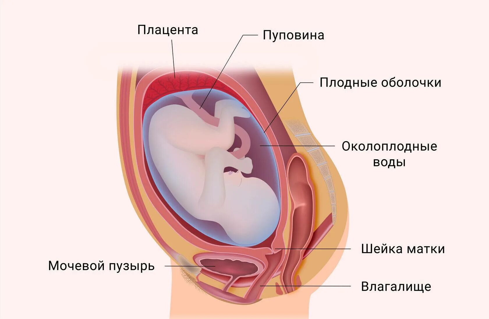 Как отличить околоплодные. Околоплодные воды это у беременных. Плодные оболочки плаценты. Околоплодная жидкость.