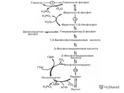 Глюкоза синтезируется в печени