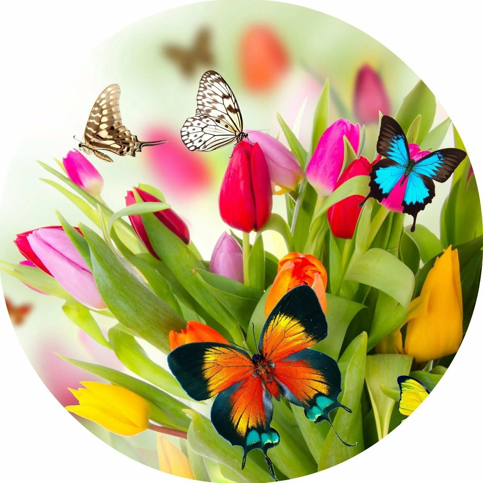 Открытки с добрым утром вторника весенние. Фон с цветами. Красивые весенние цветы и бабочки. Открытка бабочка. Красивые весенние открытки.
