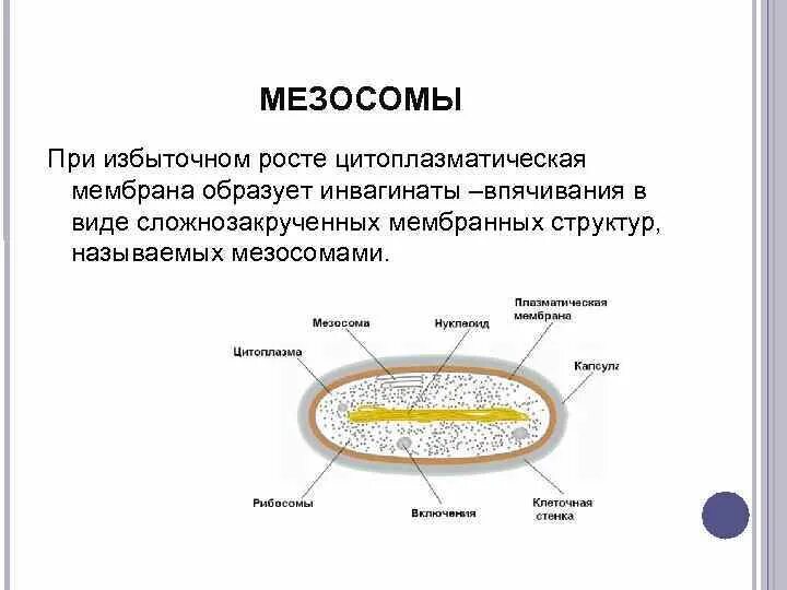 Строение бактериальной клетки мезосомы. Функции мезосомы бактериальной клетки. Строение бактерии мезосомы. Мезосома бактериальной клетки строение.