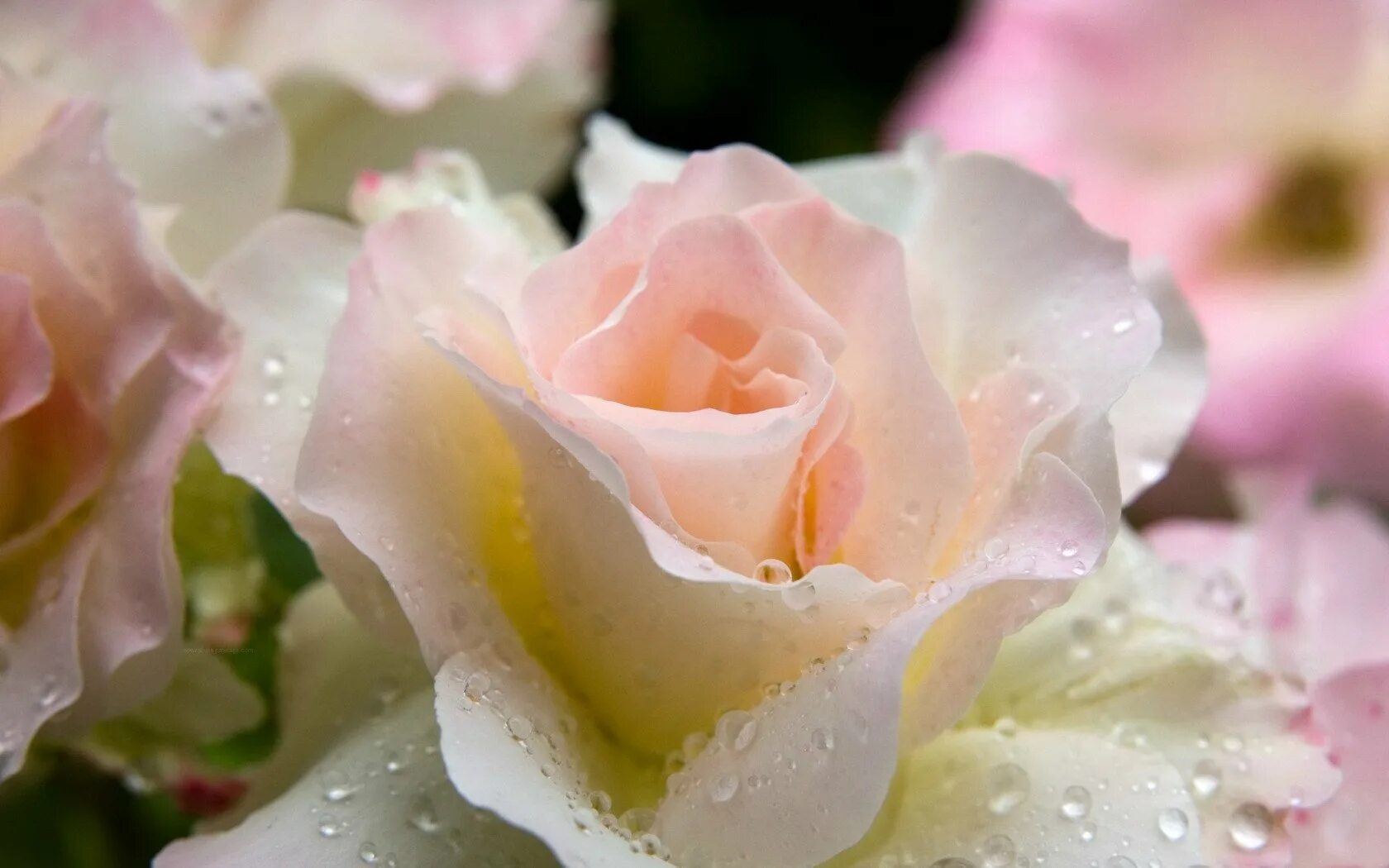 Нежные розы. Нежный цветок. Бело розовые цветы.