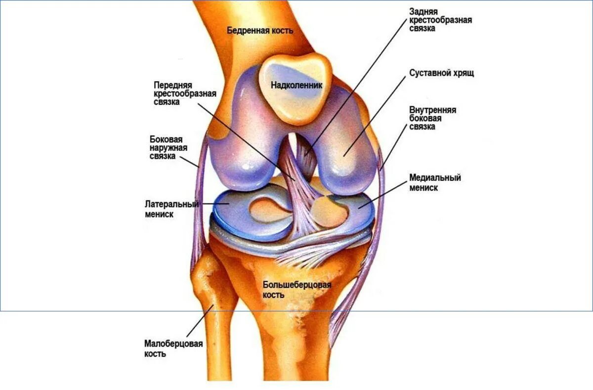 Строение колена у человека. Строение коленного сустава и связок. Коленный сустав строение анатомия связки. Строение коленного сустава и связок человека. Крестообразные связки коленного сустава анатомия.