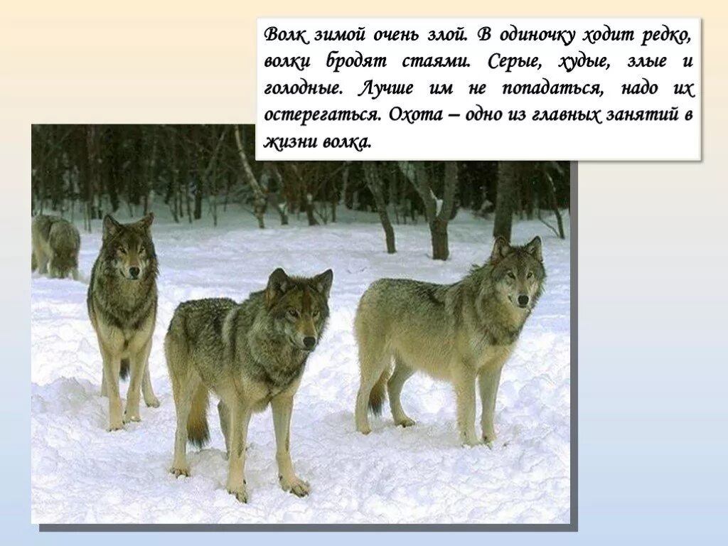 Волк для детей. Волк зимой для детей. Сведения о волке для детей. Как зимует волк