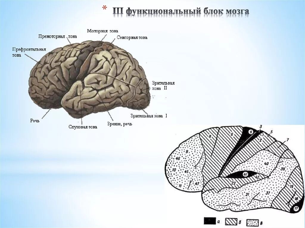 Функциональные зоны мозга. Поля коры головного мозга Лурия. Блоки мозга нейропсихология с полями. 3 Блока головного мозга по Лурия.