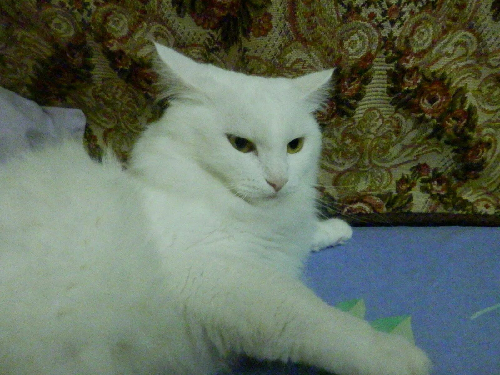 Белые коты глухие или нет. Белые кошки глухие. глухая кошка. порода глухих кошек. почему белые коты глухие.