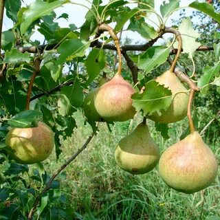 Груша сорт сказочная осенняя