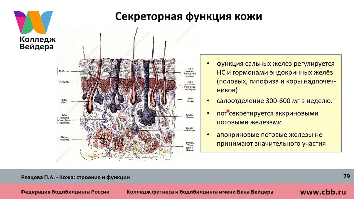 Функции кожи а б в. Строение и функции кожи. кожа анатомия лекция. строение кожи лекция.
