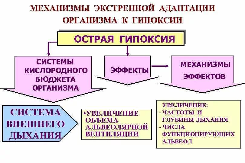 Механизмы компенсации гипоксии. Экстренный механизм адаптации к гипоксии. Механизмы экстренной и долговременной адаптации при гипоксии.. Механизмы срочной адаптации к гипоксии.