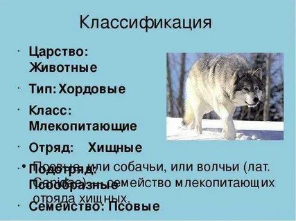 Классы отряды и виды млекопитающих