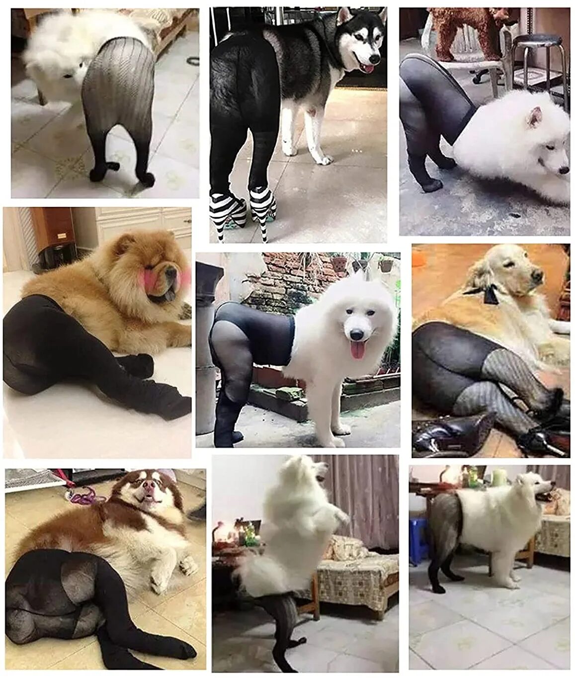 Stockings dog. Paw stockings. Новогодние носки для подарков. Новогодняя косточка. Какая игрушка у чулки.