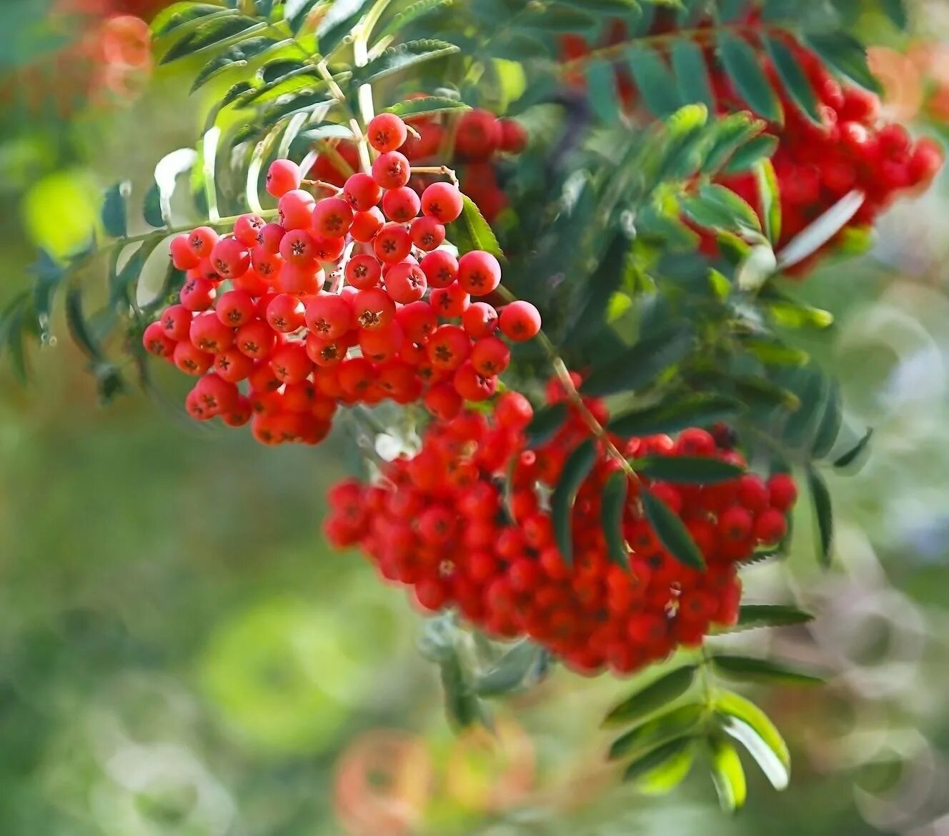 Рябина обыкновенная красная крупная. Кедр и рябина. Гроздь рябины осенью. Рябина с розовыми ягодами. Рябина арнольда голден вандер.