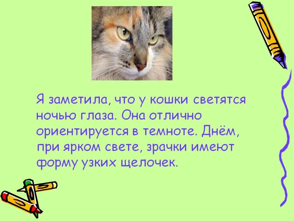 Почему кошка видит в темноте. Почему у кошек светятся глаза. почему у кошки светятся глаза ночью. у кошки светятся глаза в темноте. почему у кошек светятся глаза в темноте.