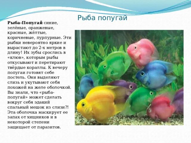 Совместимость аквариумных рыбок попугаев. Совместимость аквариумных рыбок попугаев