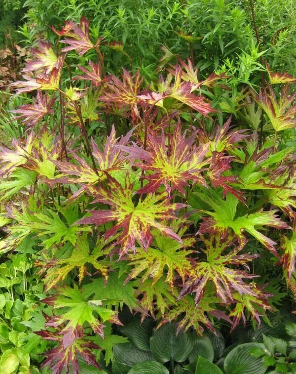 Бузульник Пржевальского (Ligularia przewalskii) С.2-С.3