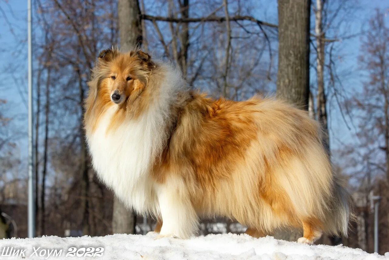 Шелти собака фото. Шелти с чёрной шерстью вокруг глаз. Шелти голден гриффин. Шелти. Сибфорум колли и шелти.