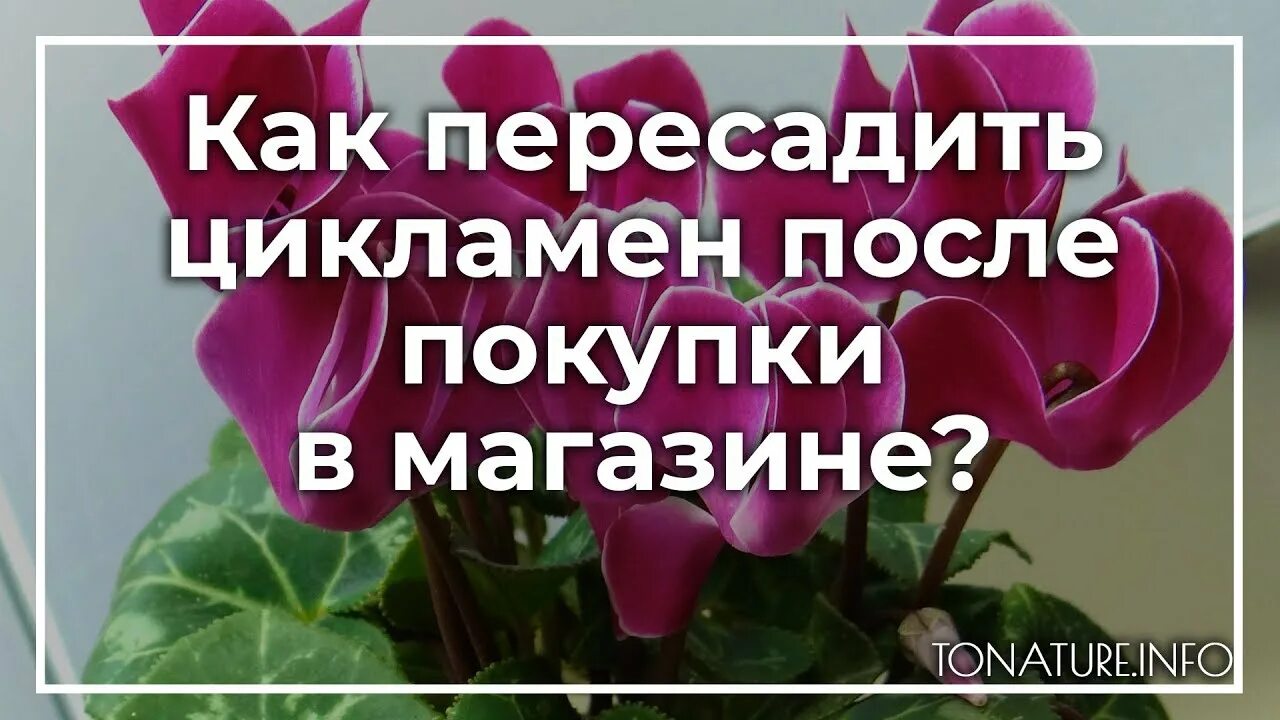 Цикламен уход после магазина. Цикламен почва для пересадки. Цикламен пересадка после магазина. Цикламен цветок пересадка. Как пересадить цикламен после покупки.