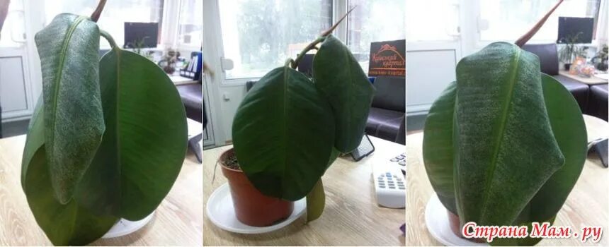 Залил фикус. Залил фикус. Залил фикус. Фикус бенджамина листва. Фикус бенджамина облысел.