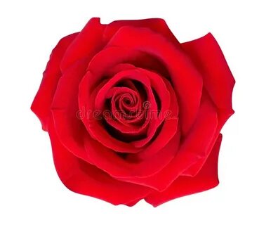 Top rose