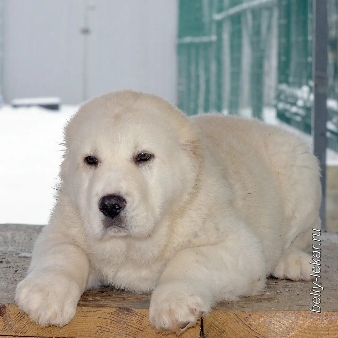 Белый лекарь. Белый лекарь елимбетово. Чистокровный туркменский алабай. Белый лекарь питомник елимбетово. Белый туркменский алабай.