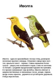 Птица похожие слова