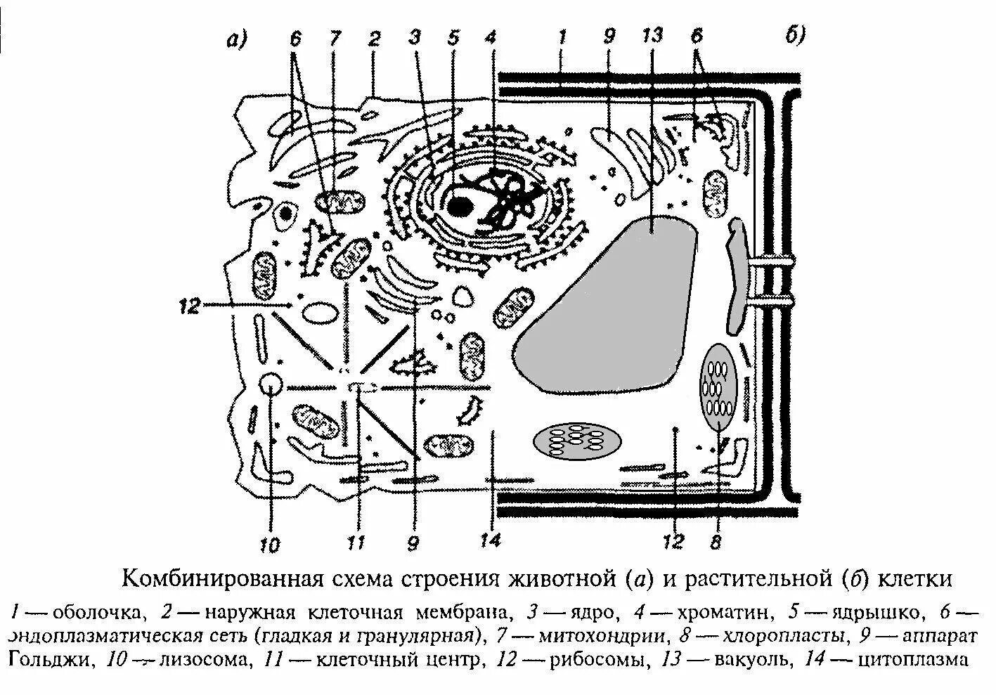 Схема строения эукариотической растительной клетки. Комбинированная схема строения эукариотической клетки. Строение эукариотической растительной клетки. Рис 1 схема строения растительной клетки.