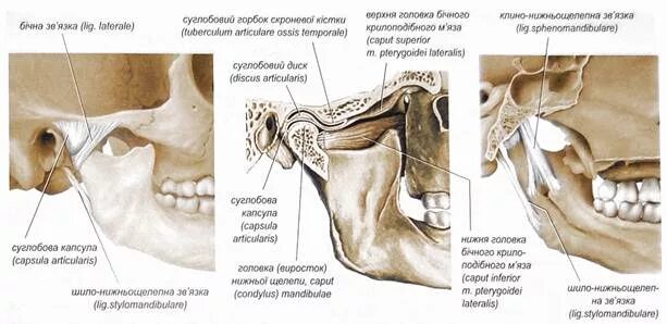 Соединение нижнечелюстной и височных костей. Связки сустава ВНЧС. Височно-нижнечелюстной сустав, articulatio temporomandibularis. Связки ВНЧС анатомия. Ямка ВНЧС.