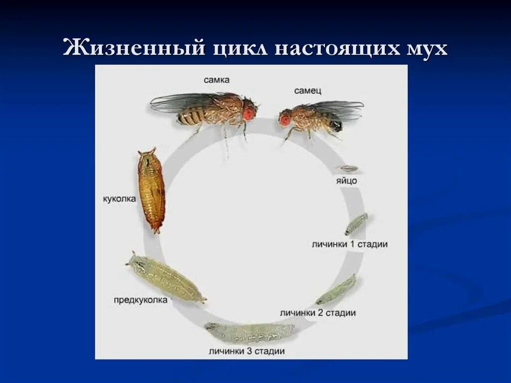 Стадии комнатной мухи. Цикл развития комнатной мухи. Комнатная Муха жизненный цикл. Цикл развития мухи Муха комнатная. Жизненный цикл мухи дрозофилы.