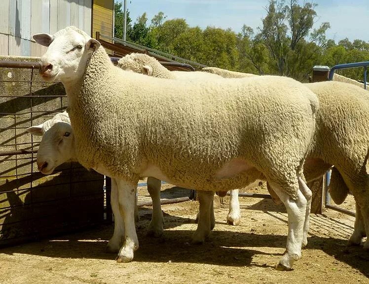 Авито породы овец. Суффольк порода овец. Мериноланд порода овец. Тувинская короткожирнохвостая порода овец. Белый Суффолк.
