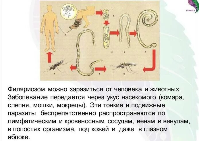 Инфекции передающиеся через укусы кровососущих насекомых. Филяриоз жизненный цикл. Филярии пути заражения. Кровососущие насекомые - переносчики возбудителей филяриатозов.