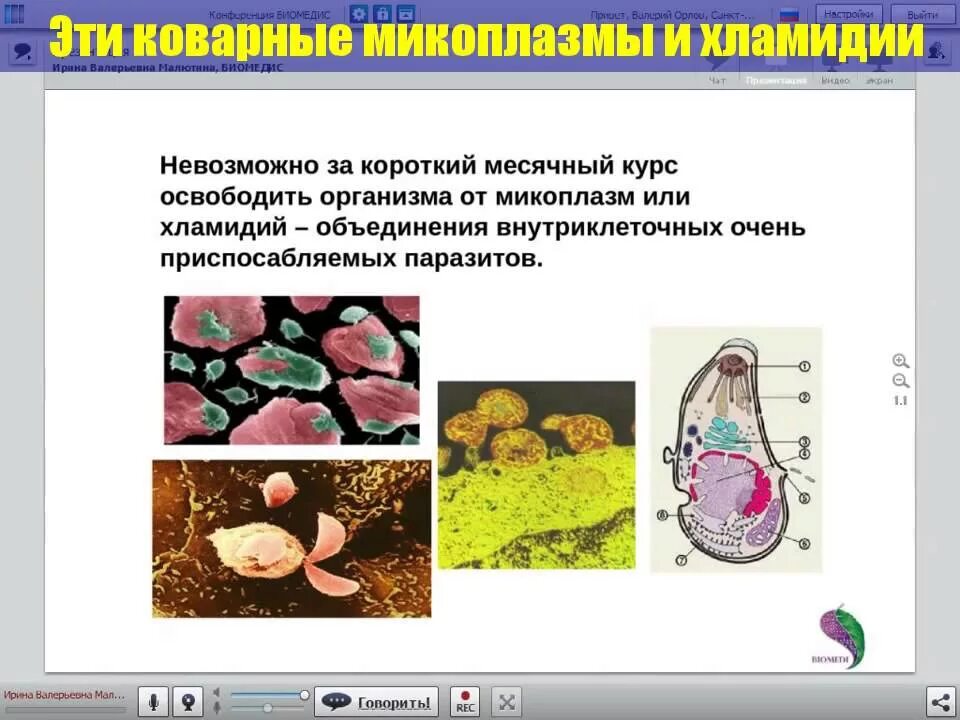 Хламидии микоплазмы уреаплазмы. Микоплазма хламидии у детей. Хламидийная и микоплазменная инфекция.