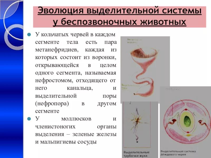 Филогенез выделительной системы беспозвоночных. Выделительная система беспозвоночных животных. Эволюция органов выделительной системы. Эволюция выделительной системы у беспозвоночных животных. Выделения беспозвоночных