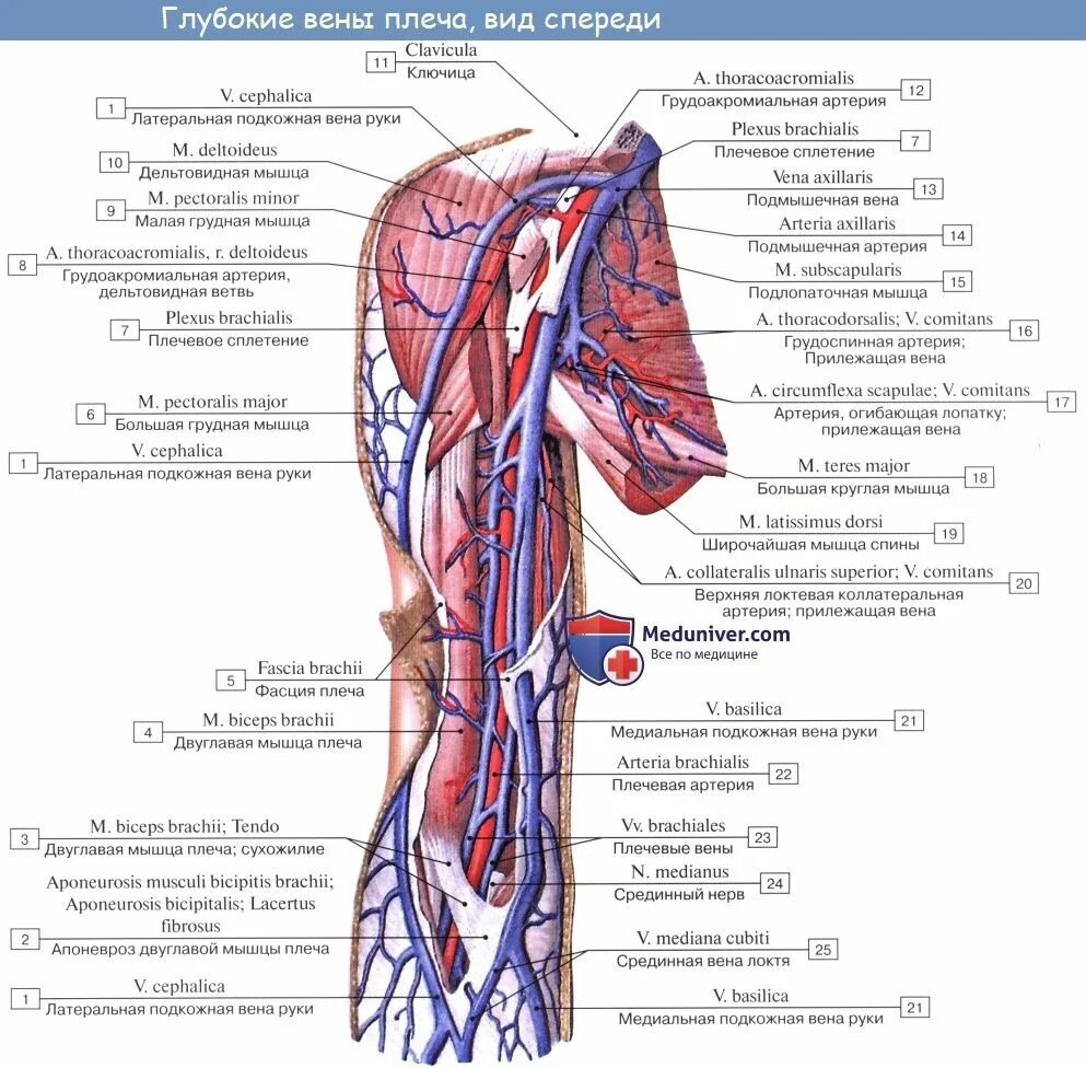 Поверхностные вены верхней конечности анатомия. Верхняя конечность Вена анатомия. Вены верхней конечности медунивер. Крупные поверхностные вены верхней конечности.