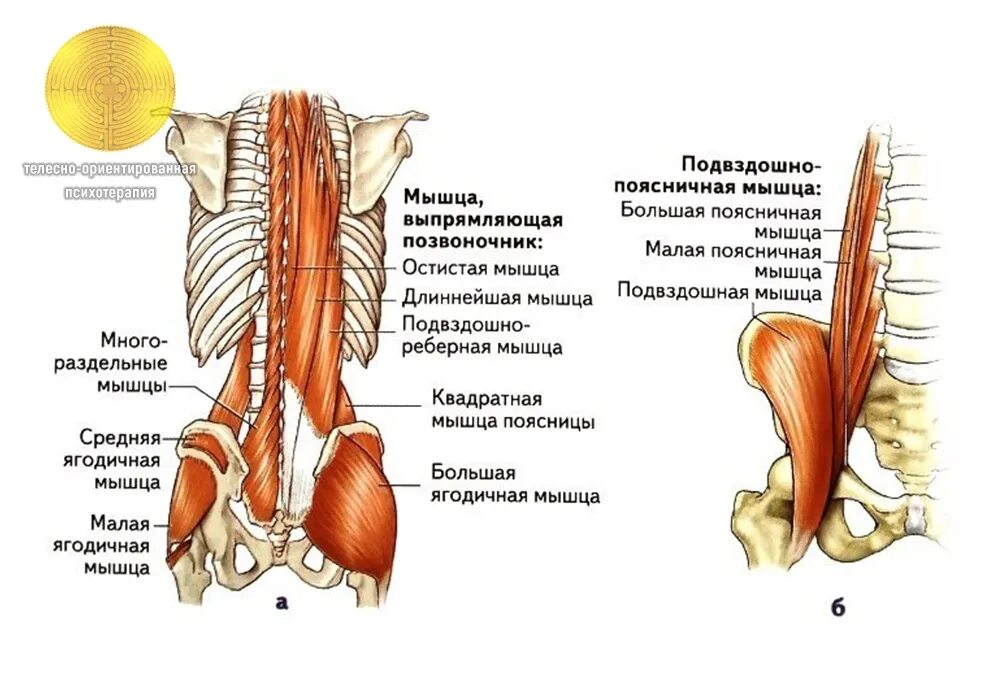 Мышцы разгибатели позвоночника. Мышцы поясничного отдела анатомия.