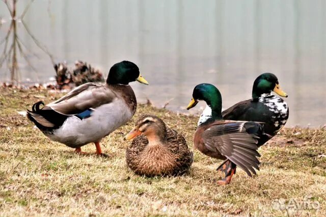 Какие бывают дикие утки фото и названия Mallard Duck Duck species, Duck photography, Mallard