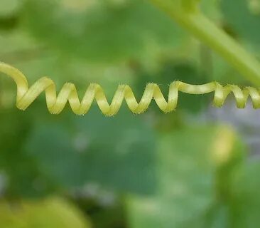 Tendrils