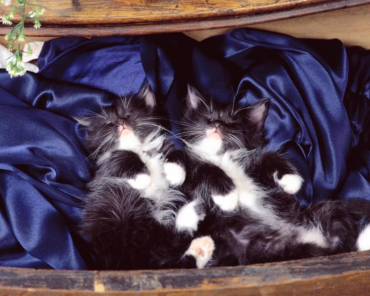 Спокойно ы. Спящие котята. Котенок. Спокойной ночи!. Спокойной ночи с кошками.