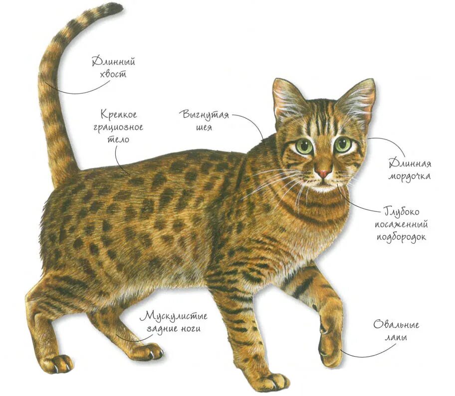Породы кошек количество. Оцикет кошка. Кот породы Оцикет. Рисунок кошка разные породы. Породы кошек подписанные.