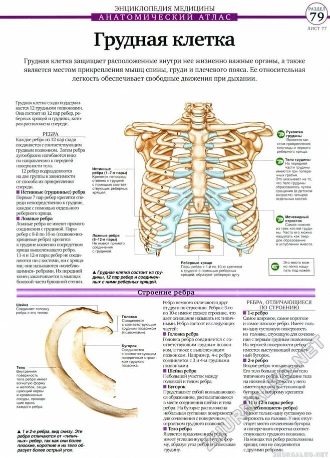 Строение рёбер человека спереди. Ребра человека анатомия нумерация. Нумерация ребер грудной клетки. Нижние края ребер