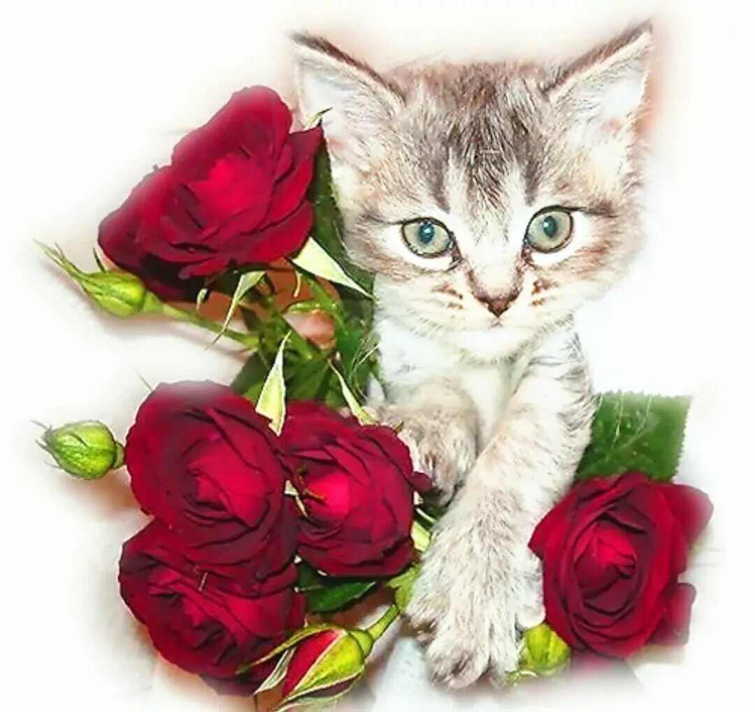 Открытка кот с цветами. Кот с цветами. Розы и котенок. Кошка с букетом цветов. Котенок в цветах.